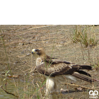 گونه عقاب پر پا Booted Eagle 